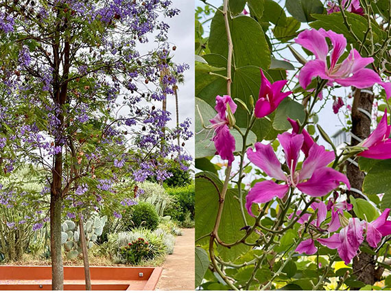 Árboles de flor que resisten la sequía